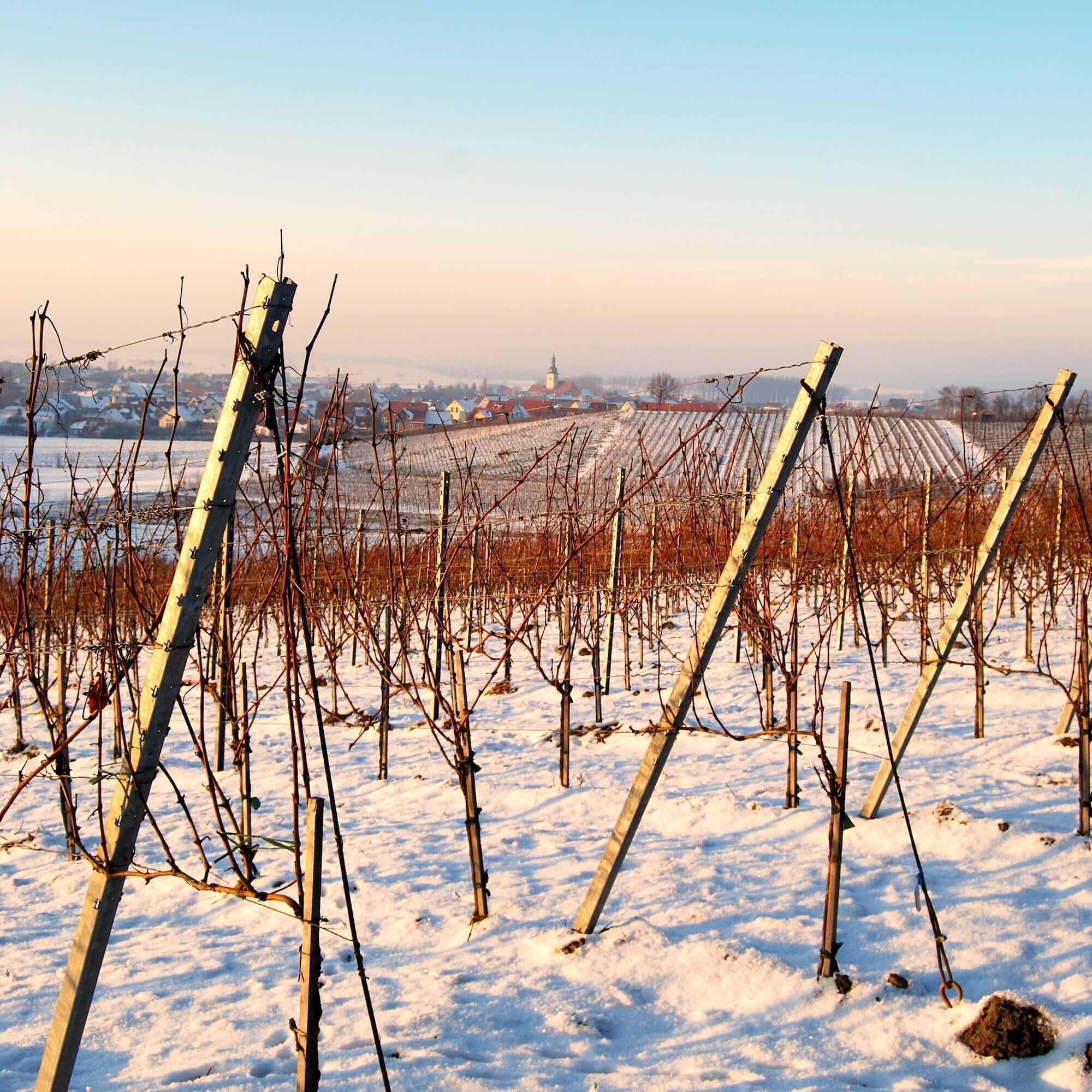 Weinberge in Wiesenbronn - Winter