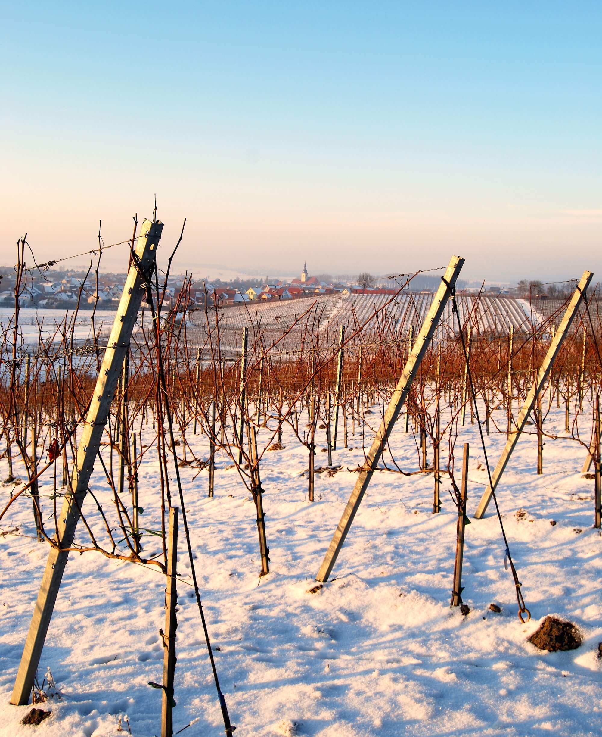 Weinberge in Wiesenbronn - Winter